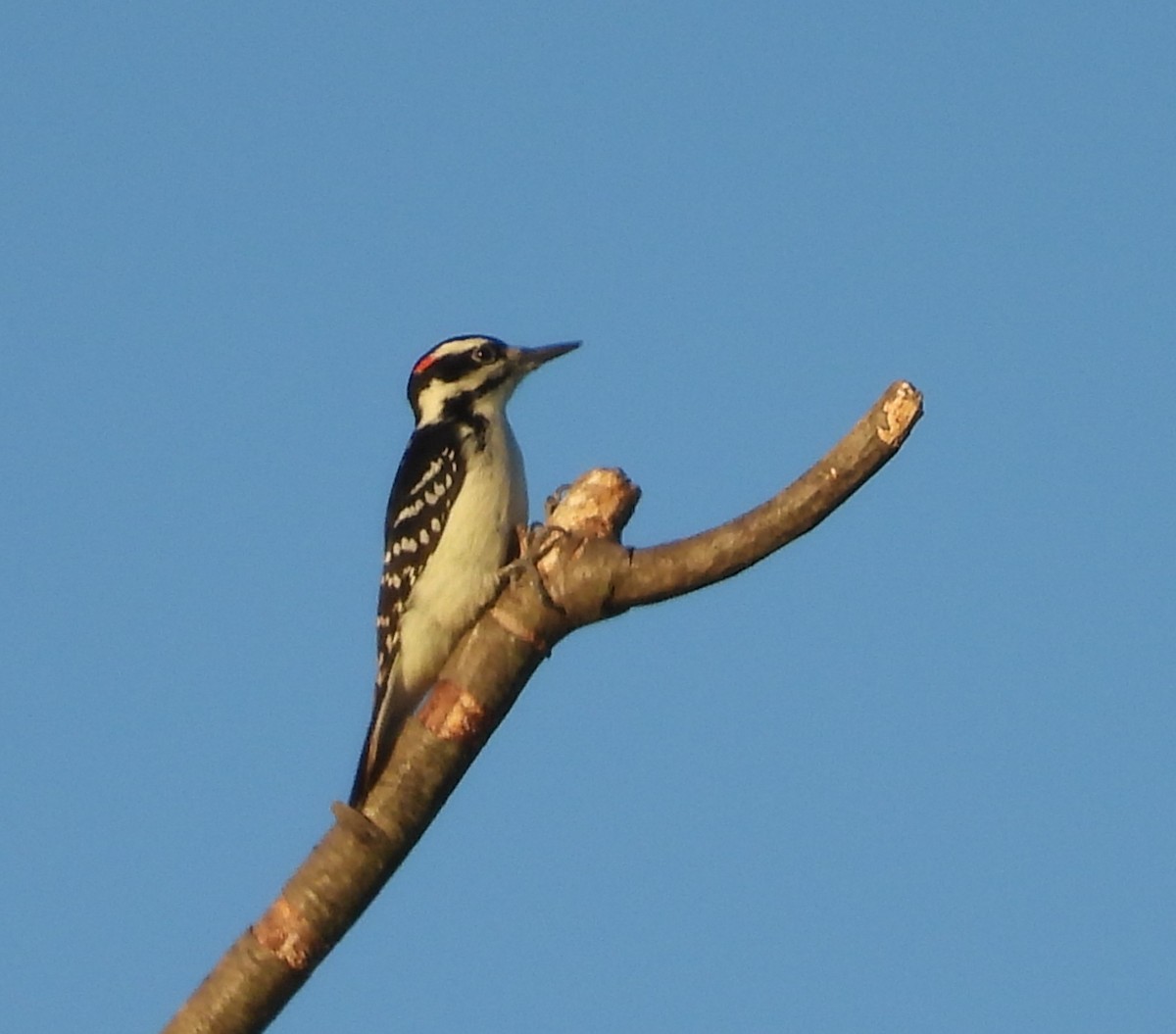 Hairy Woodpecker - ML642804563