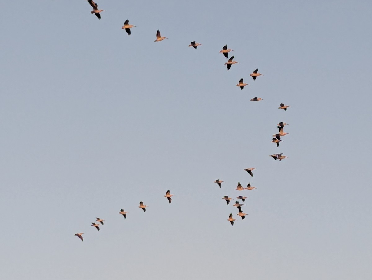 American White Pelican - ML642804570