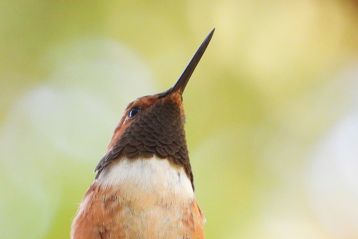 Rufous Hummingbird - ML642804581