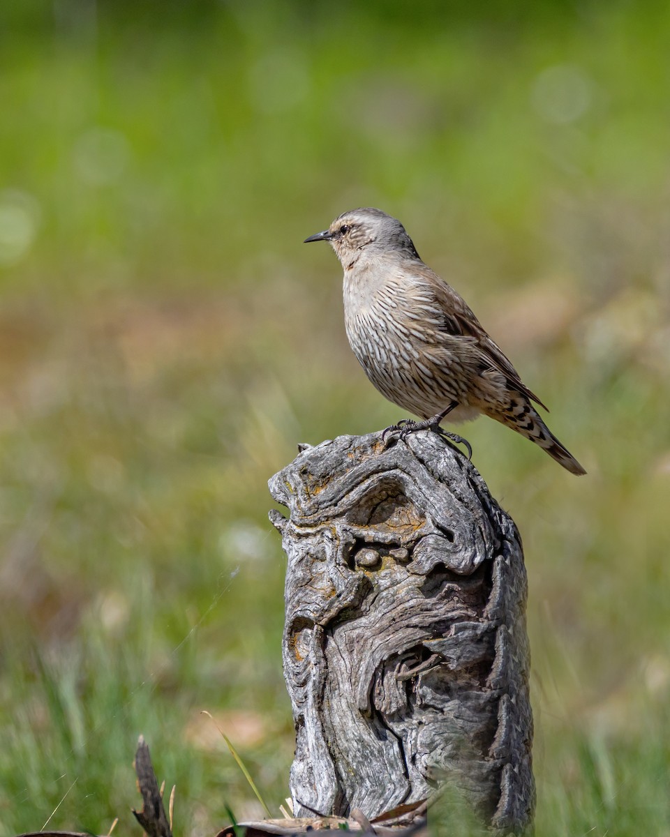 Brown Treecreeper - ML642804586
