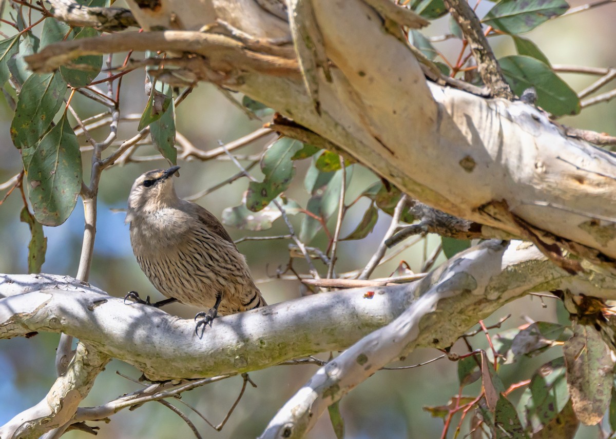 Brown Treecreeper - ML642804587