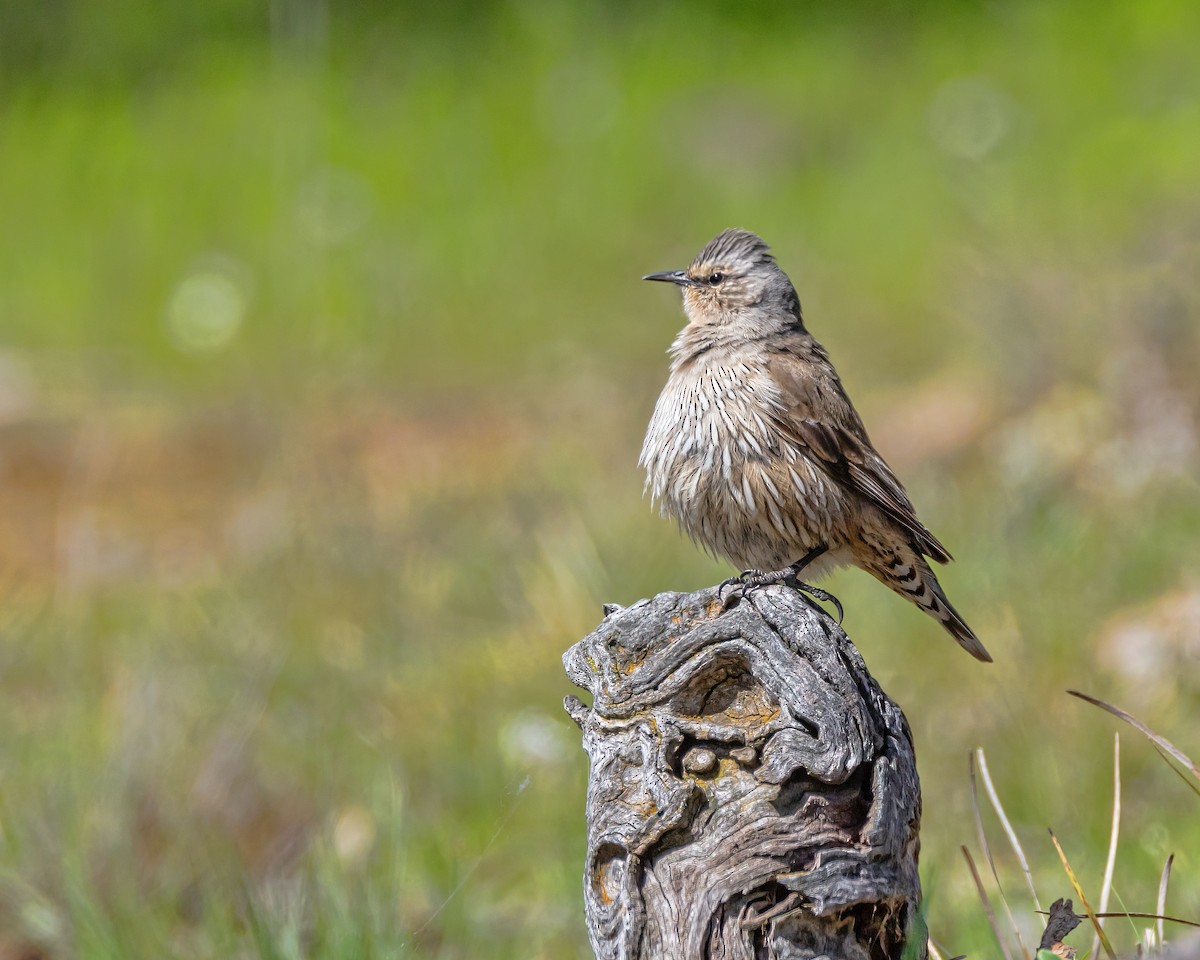 Brown Treecreeper - ML642804588