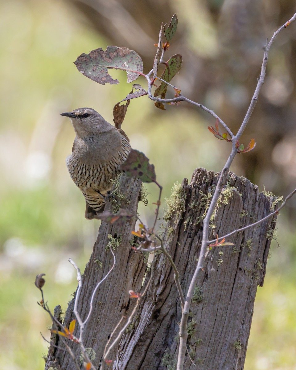 Brown Treecreeper - ML642804589