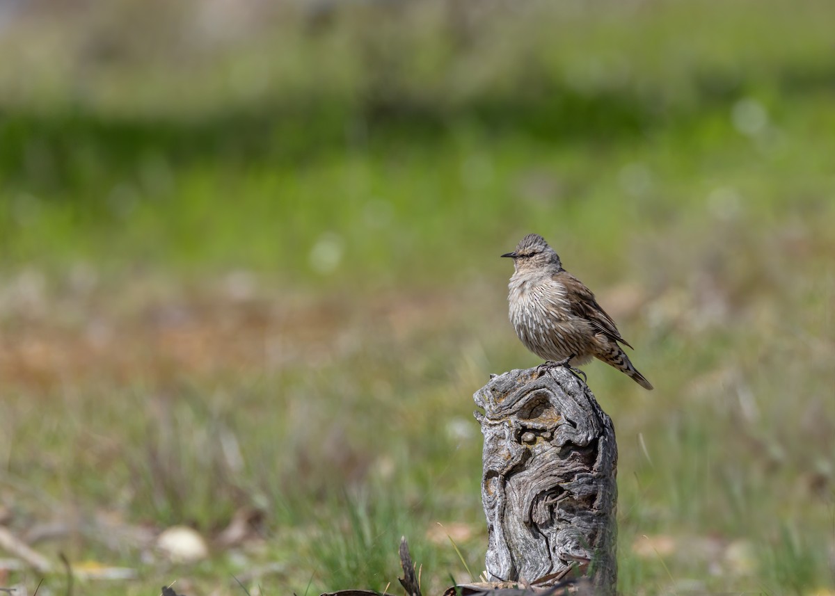 Brown Treecreeper - ML642804592