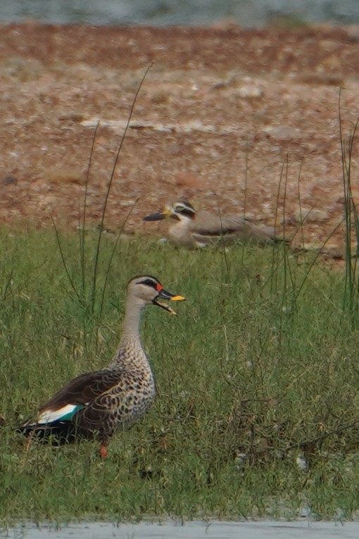 Great Thick-knee - ML642804603
