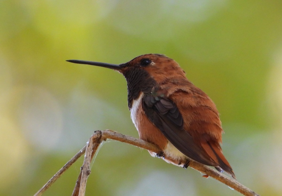 Rufous Hummingbird - ML642804609