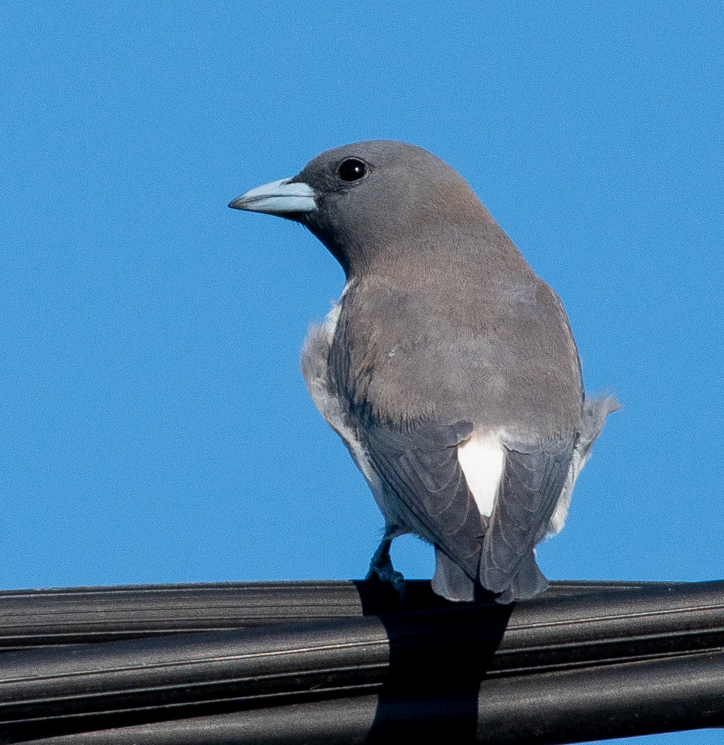 White-breasted Woodswallow - ML642804617