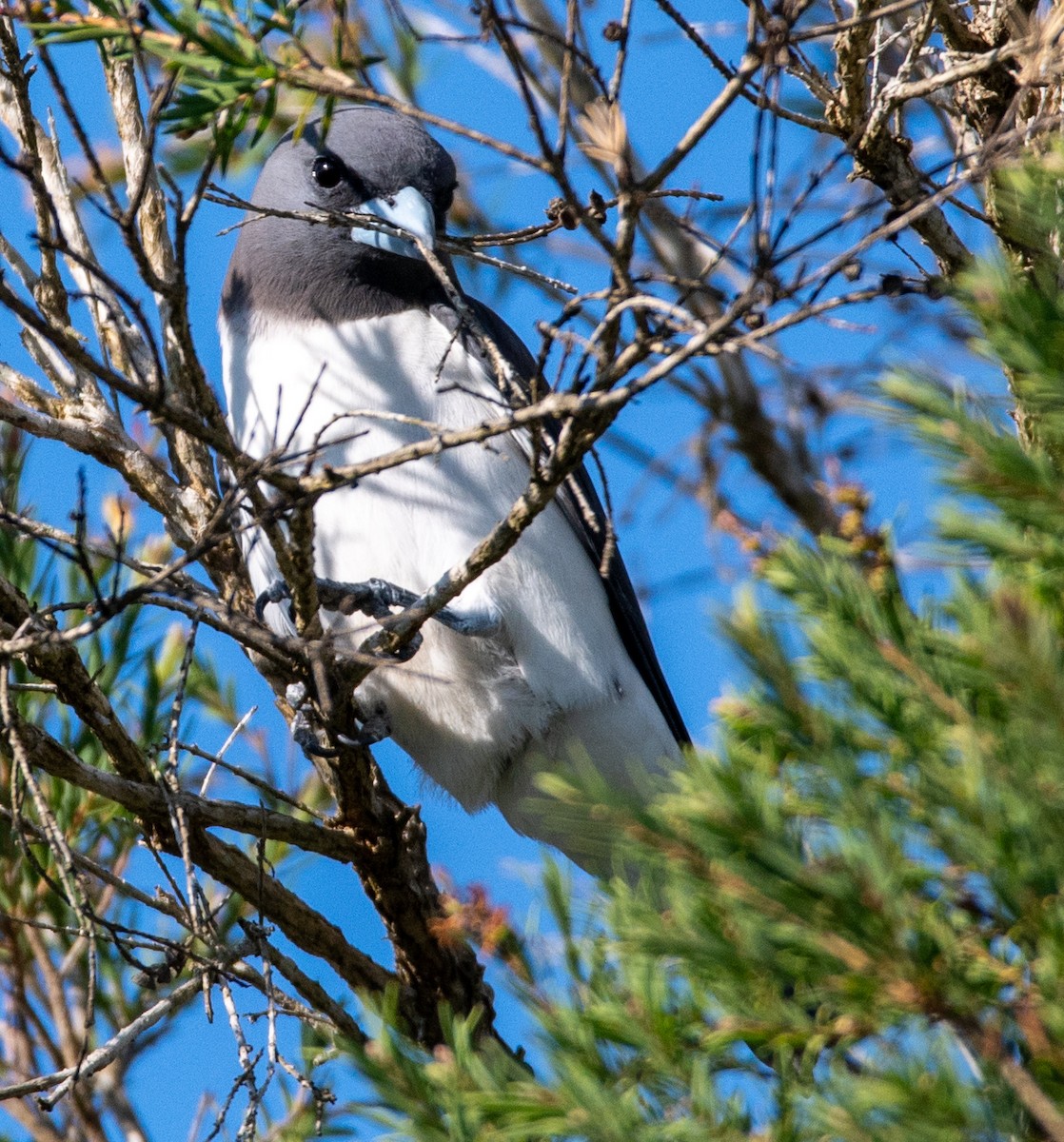White-breasted Woodswallow - ML642804618