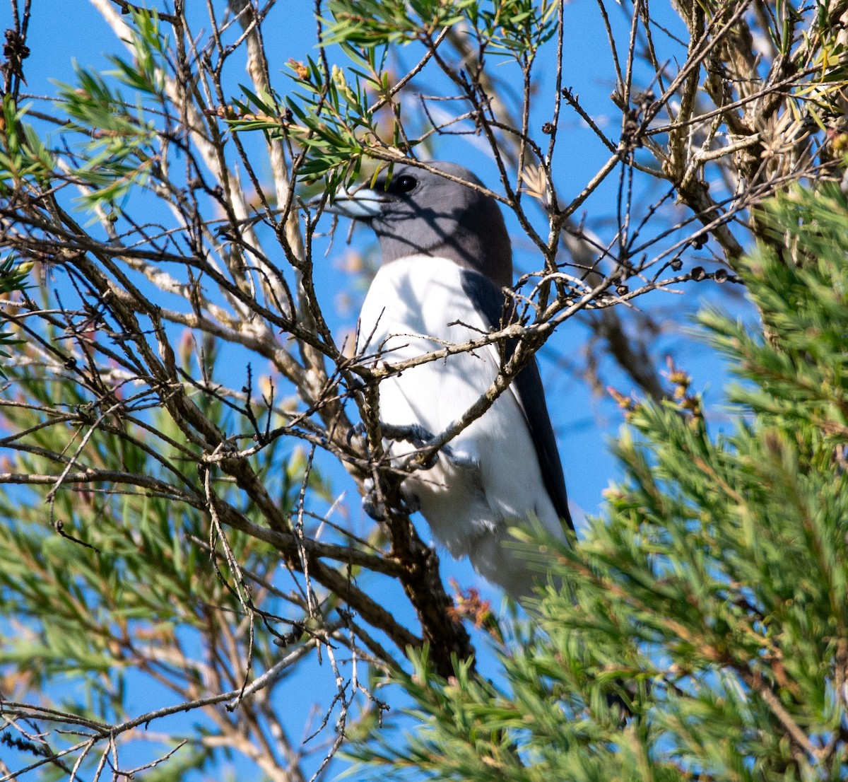 White-breasted Woodswallow - ML642804619