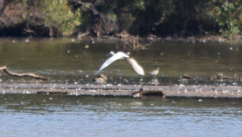 Solitary Sandpiper - ML642804623