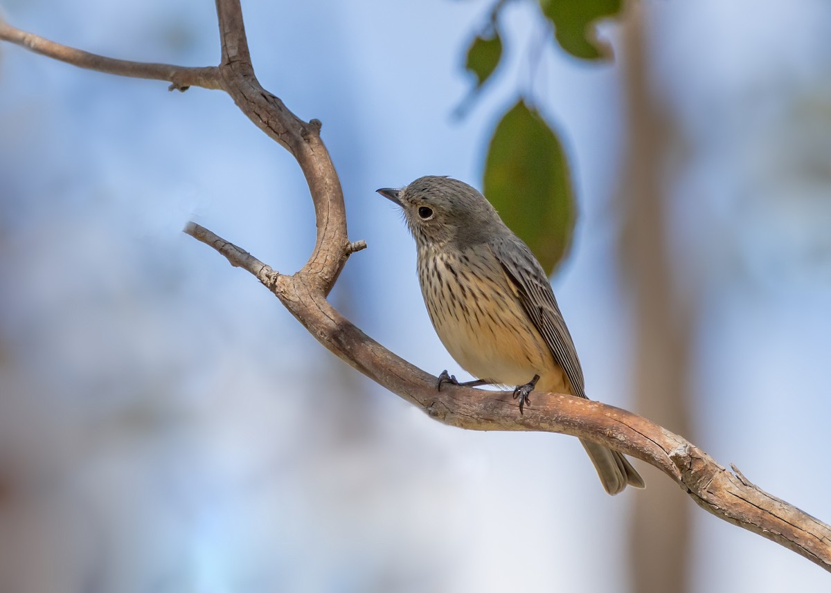 Свистун рудочеревий - ML642804624