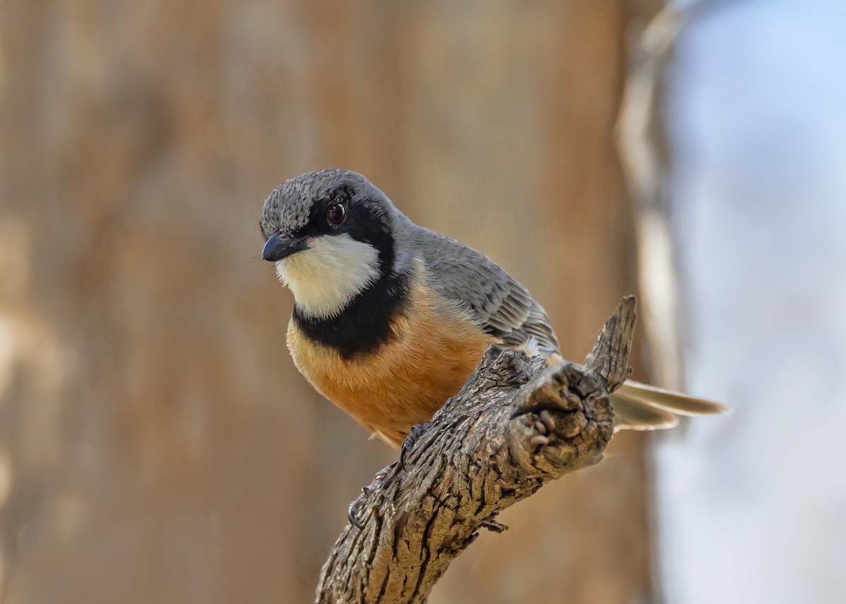 Свистун рудочеревий - ML642804625