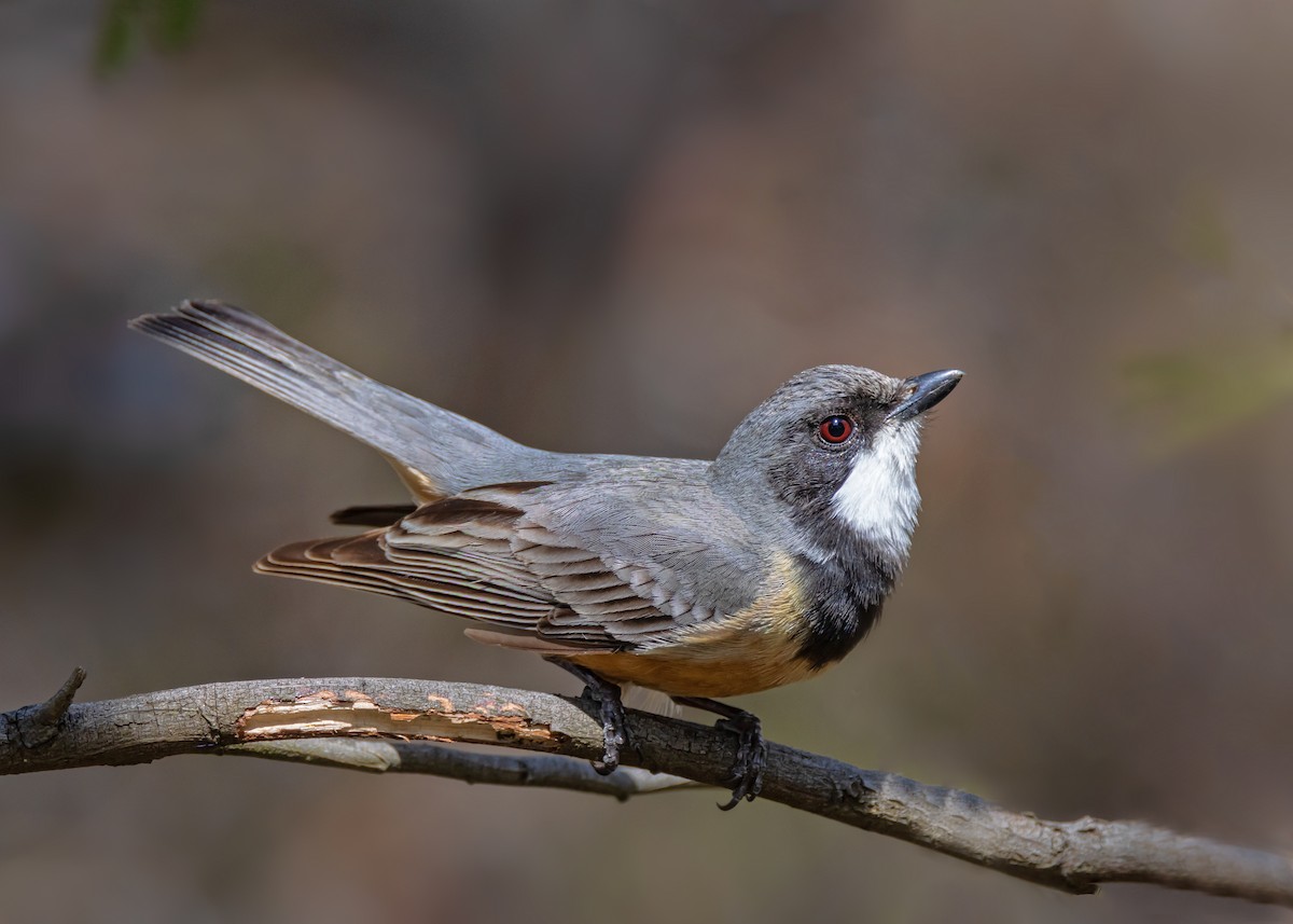 Свистун рудочеревий - ML642804626