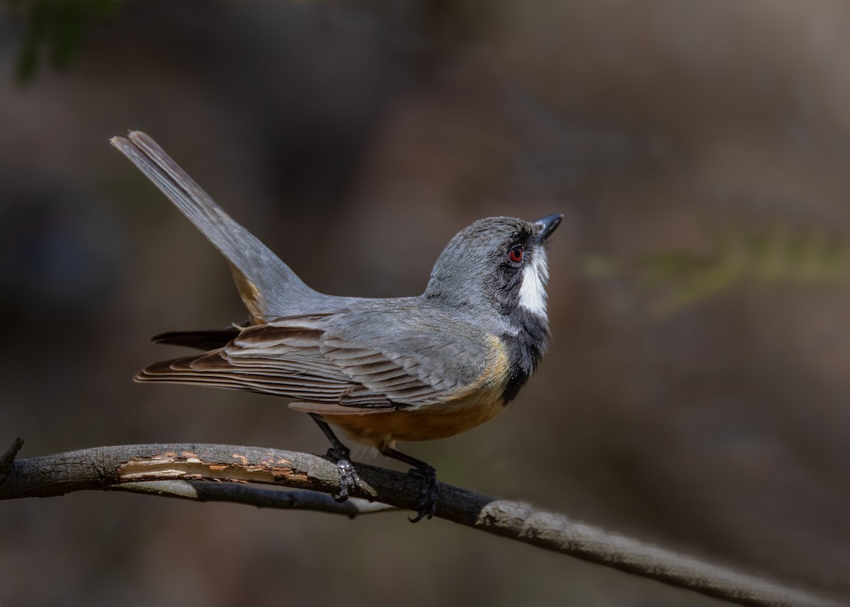 Свистун рудочеревий - ML642804627