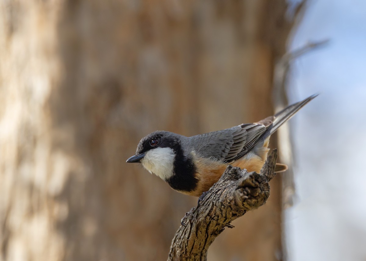 Свистун рудочеревий - ML642804628