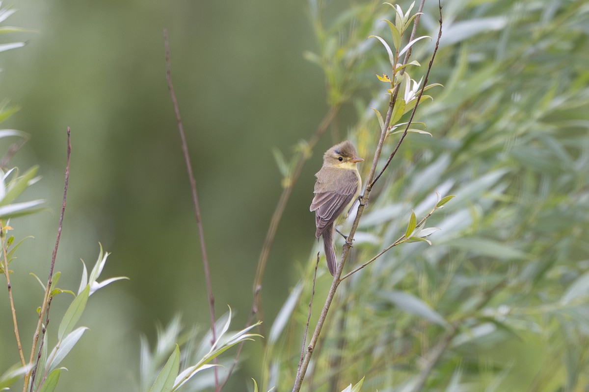 Melodious Warbler - ML642804631