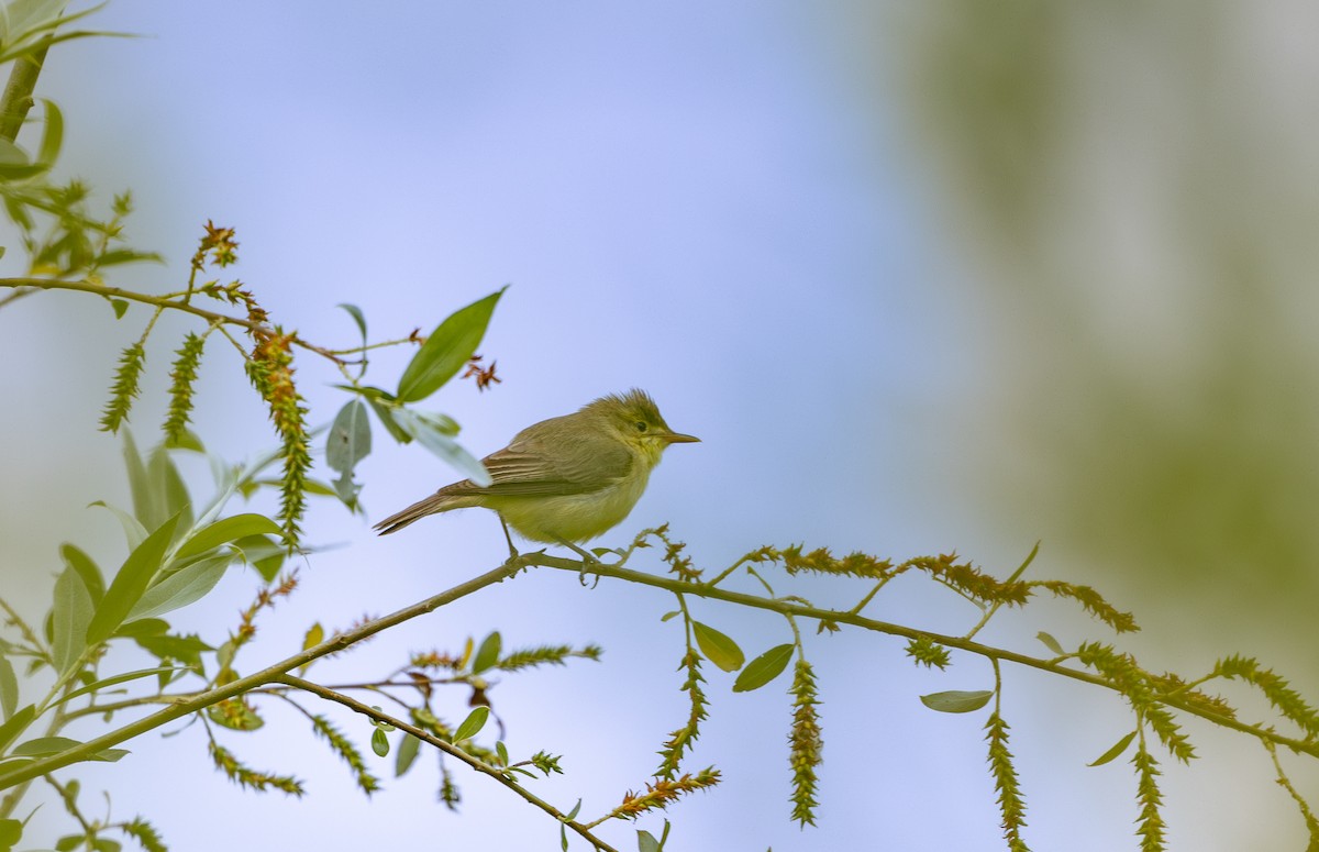 Melodious Warbler - ML642804633