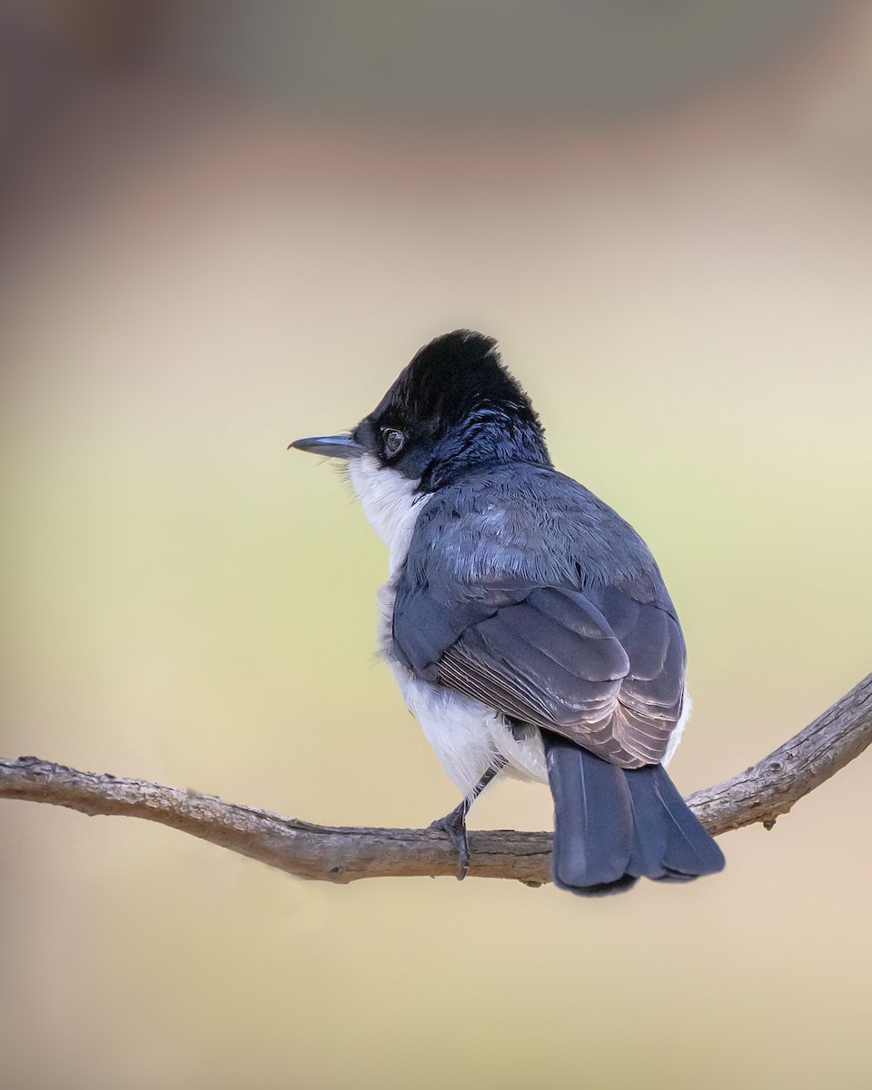 Restless Flycatcher - ML642804665