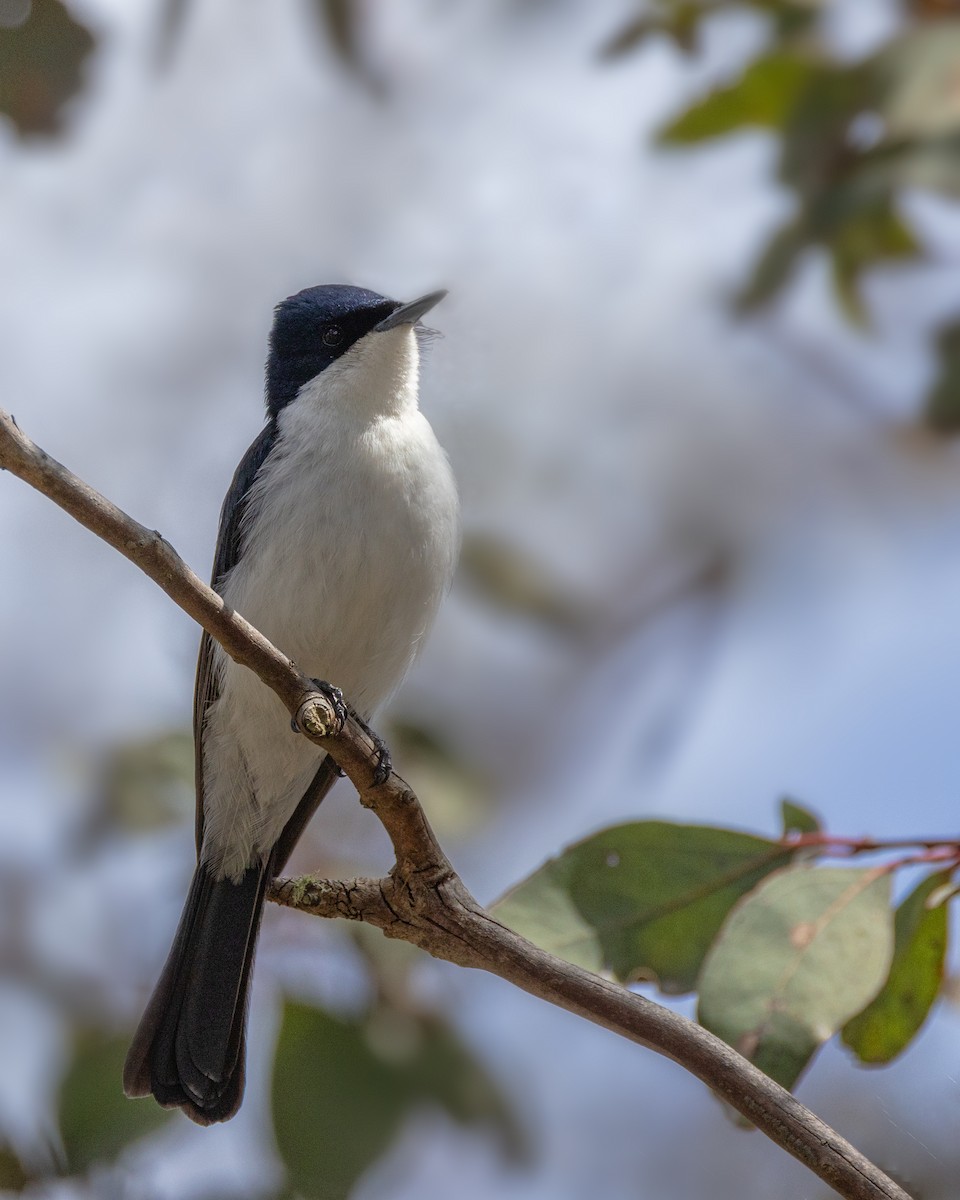 Restless Flycatcher - ML642804666