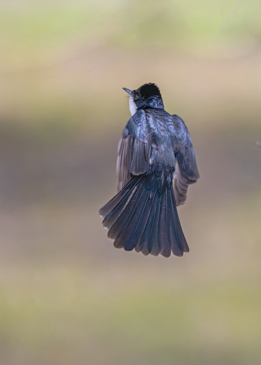 Restless Flycatcher - ML642804668