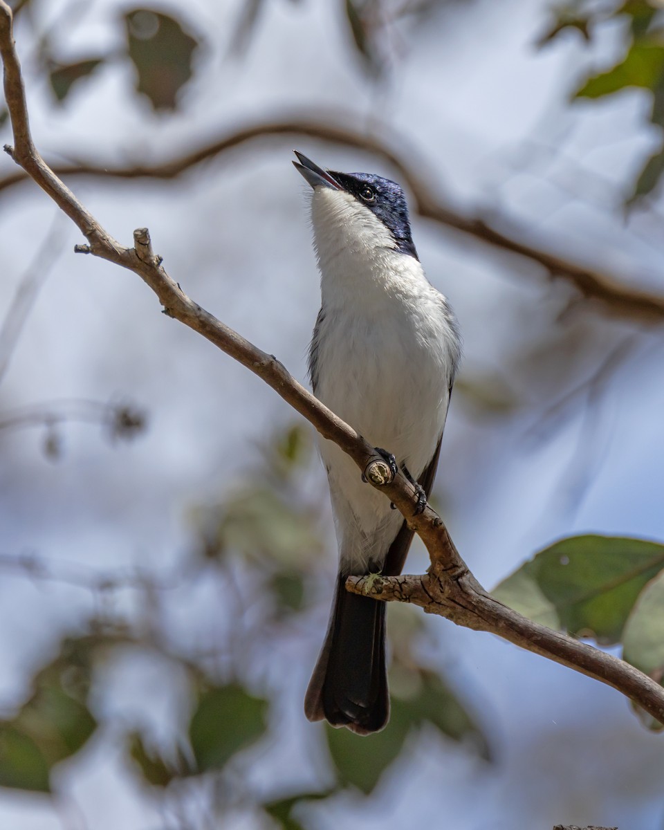 Restless Flycatcher - ML642804670