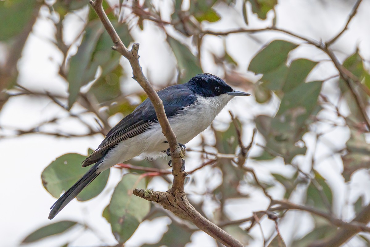 Restless Flycatcher - ML642804671