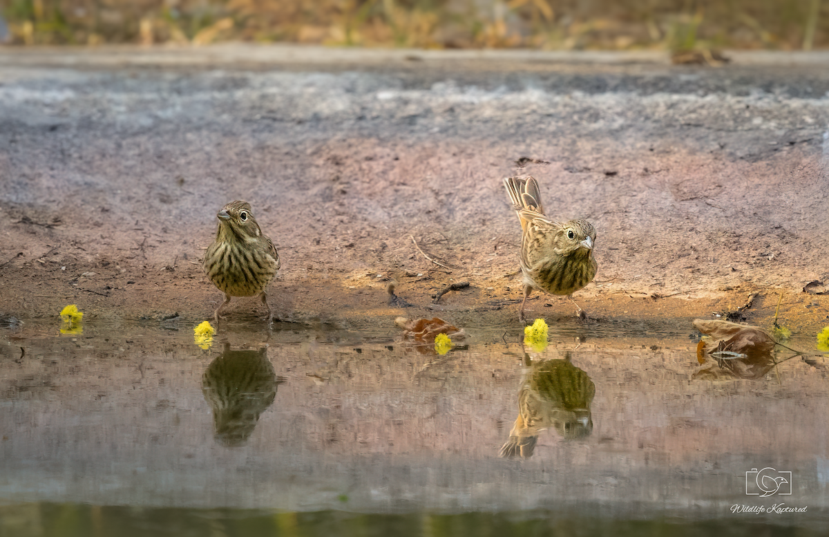White-capped Bunting - ML642804699