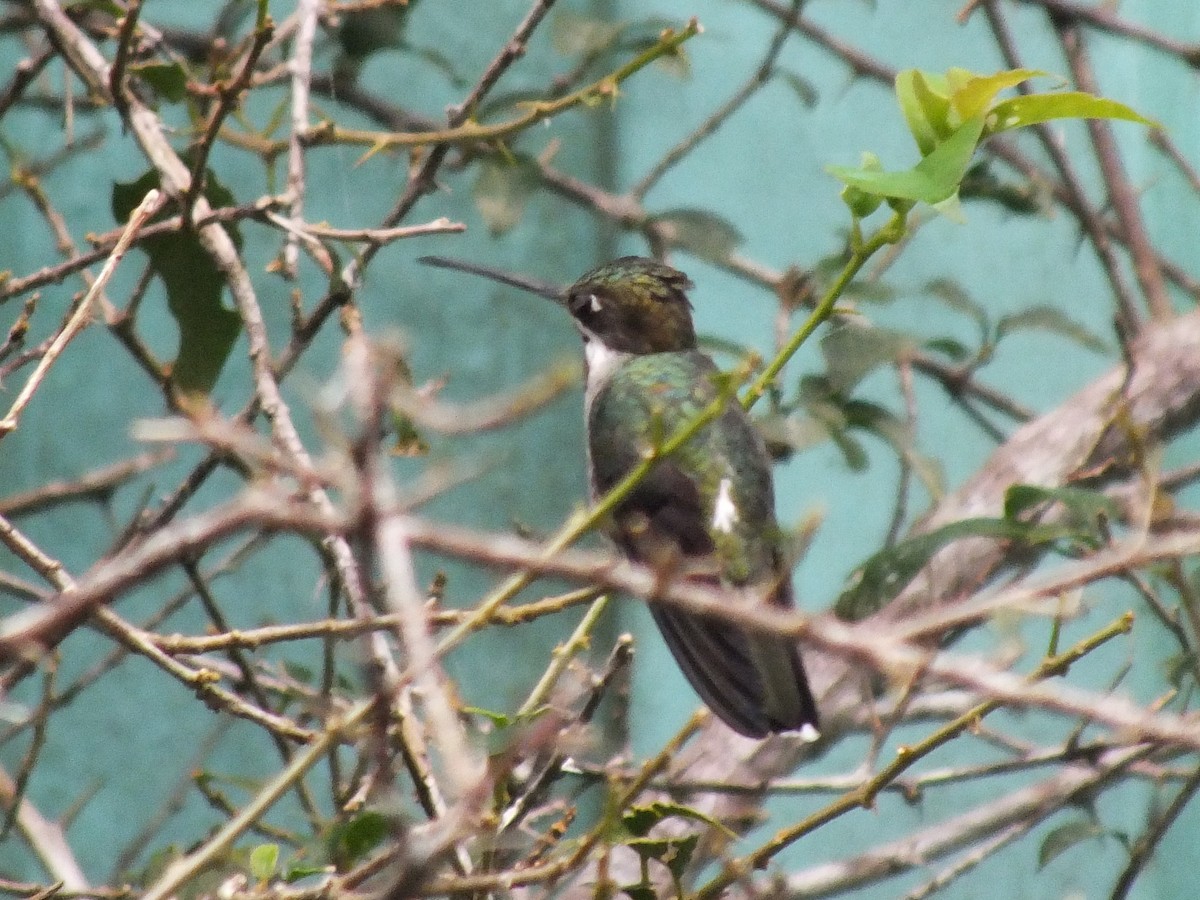 Long-billed Starthroat - ML642804707