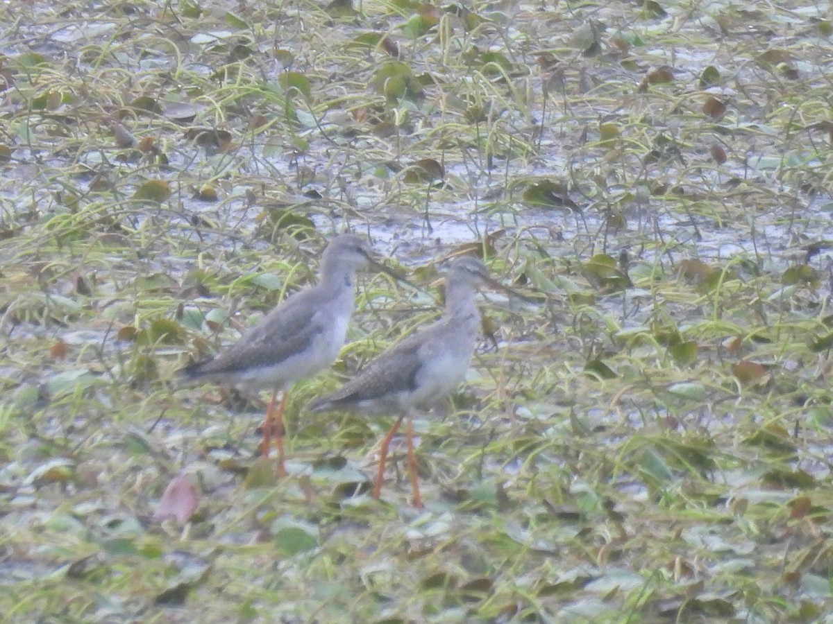 Spotted Redshank - ML642804708