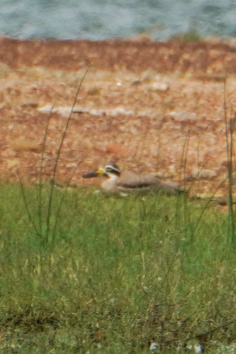 Great Thick-knee - ML642804716
