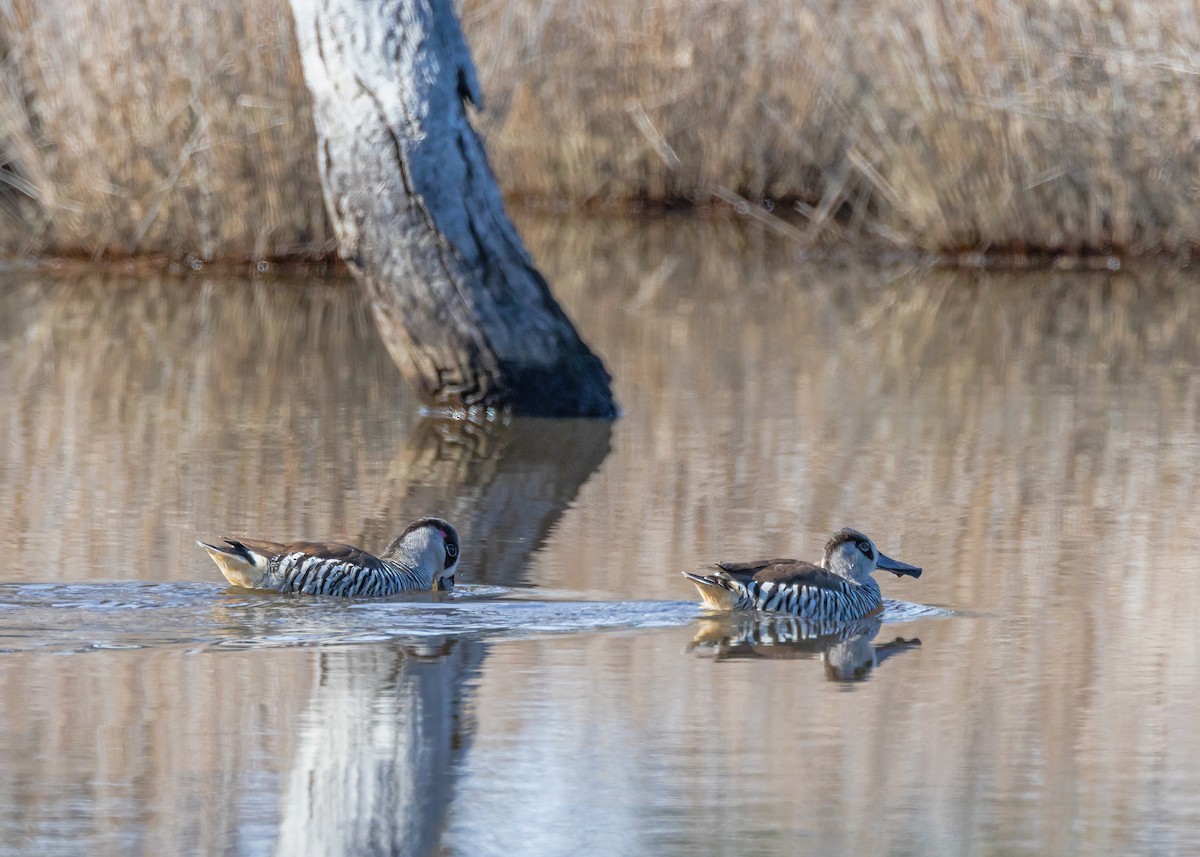 Pink-eared Duck - ML642804725