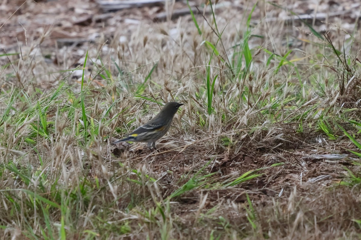 Yellow-rumped Warbler - ML642804732
