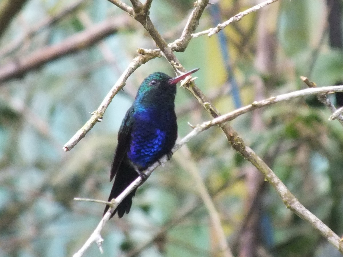 Violet-bellied Hummingbird - ML642804736