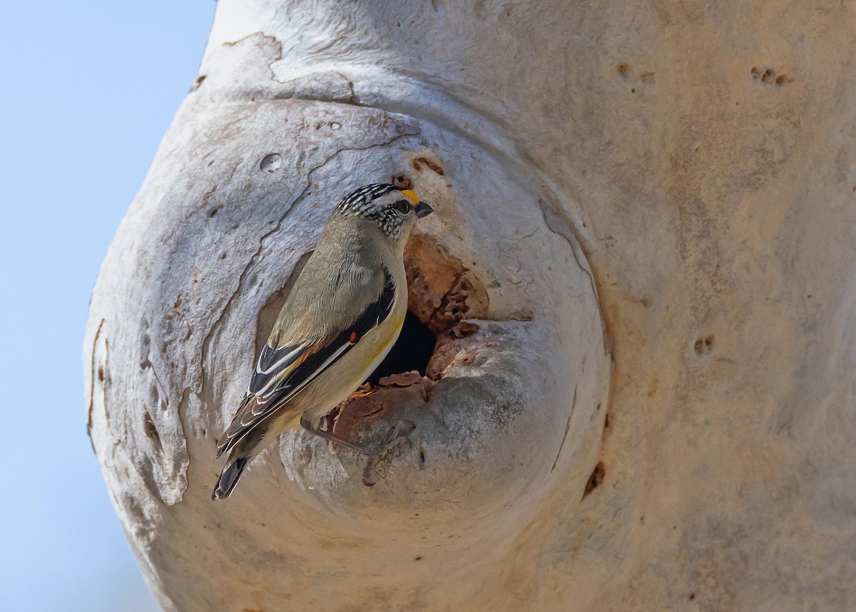 Striated Pardalote - ML642804745