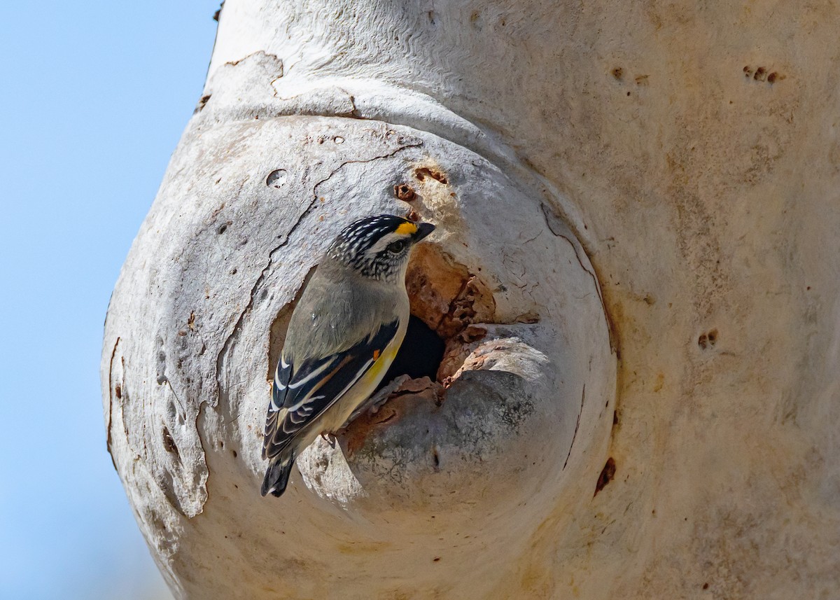 Striated Pardalote - ML642804746