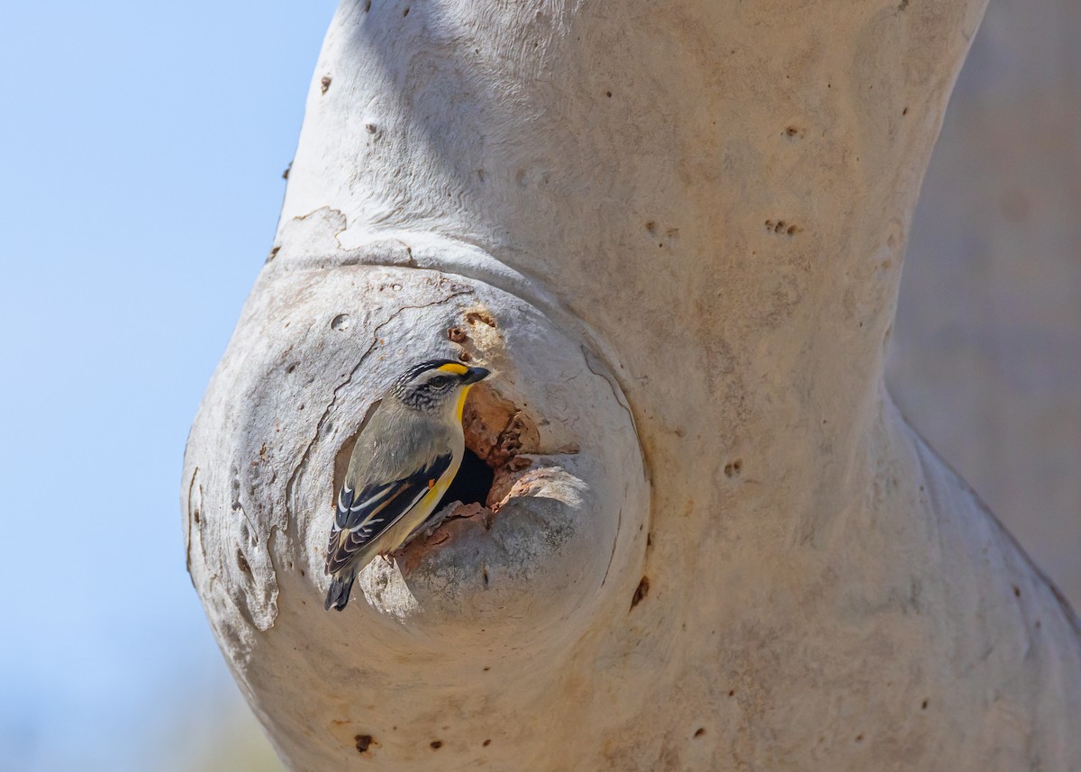 Striated Pardalote - ML642804747