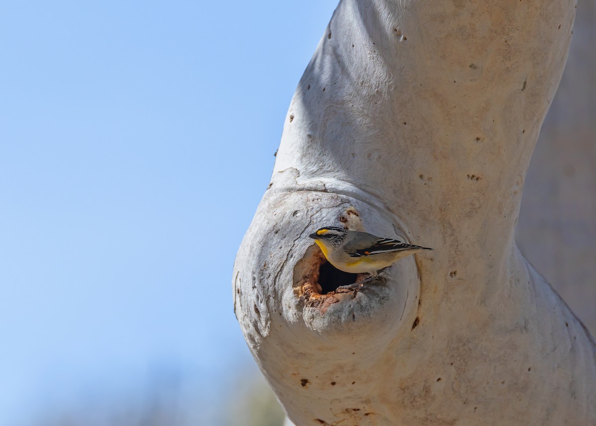 Striated Pardalote - ML642804748