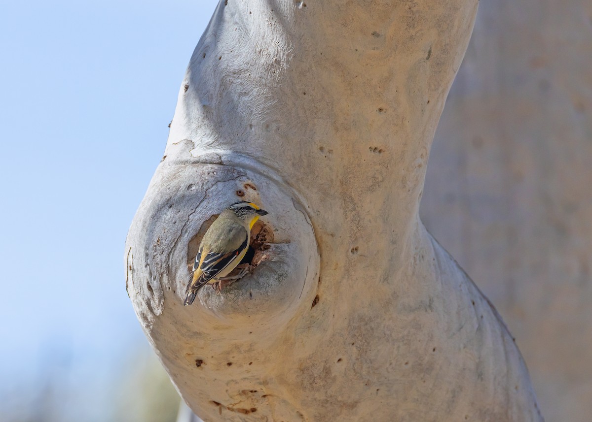 Striated Pardalote - ML642804749