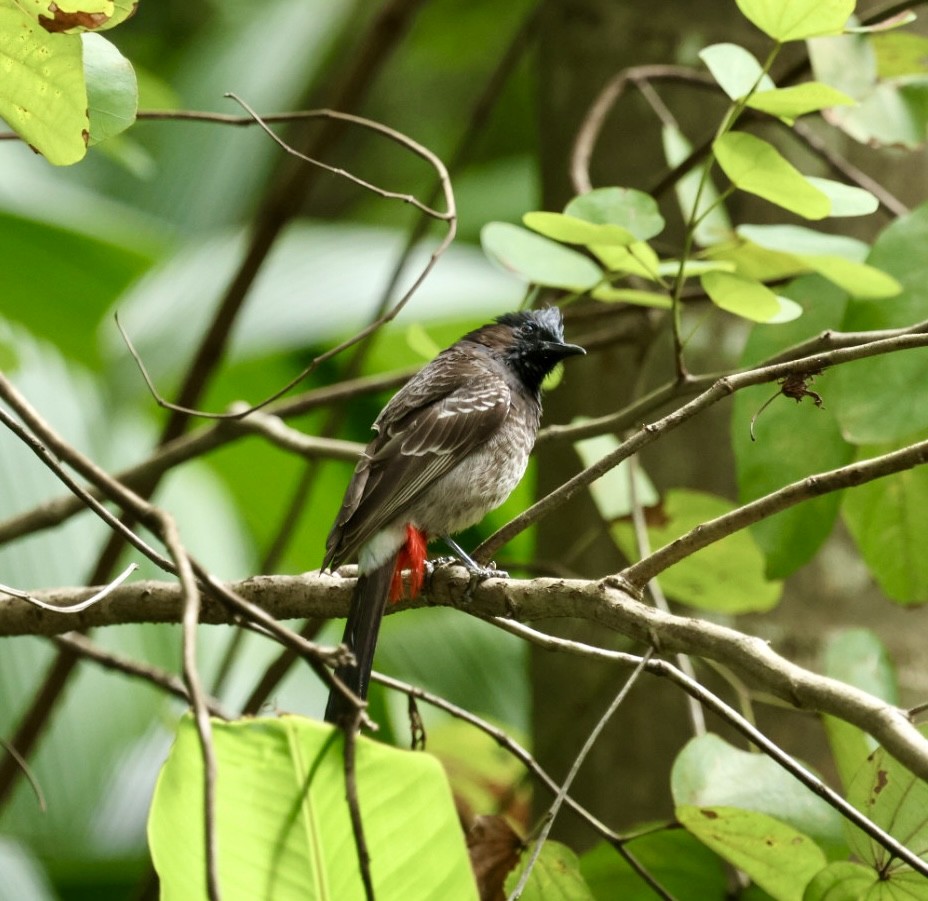 bulbul šupinkový - ML642804753