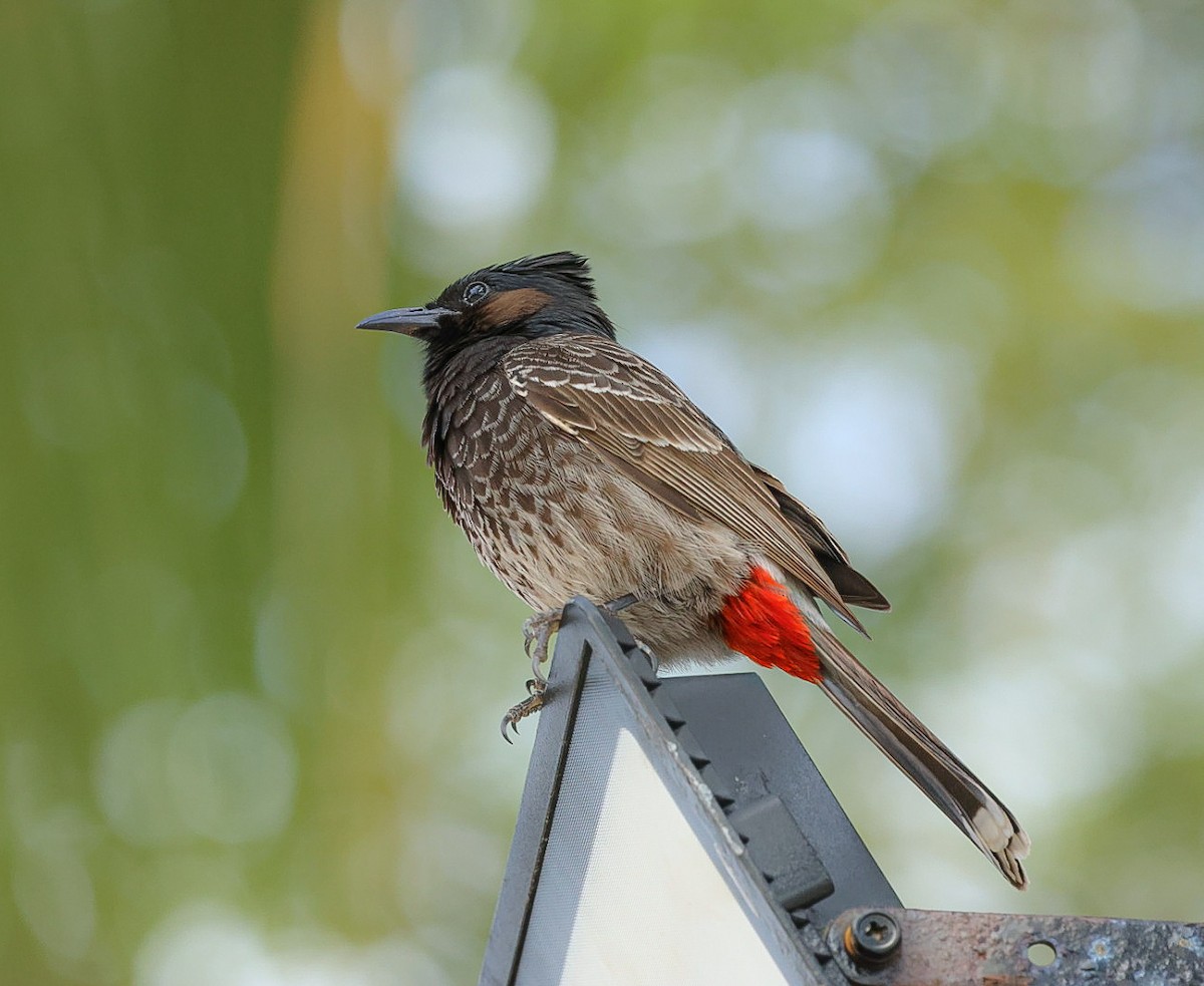bulbul šupinkový - ML642804754