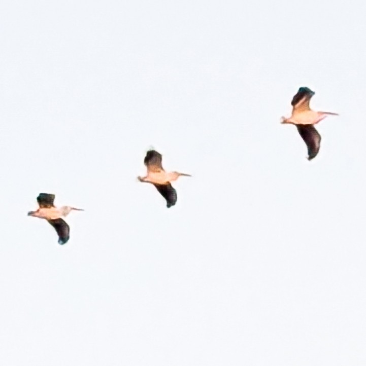 American White Pelican - ML642804774
