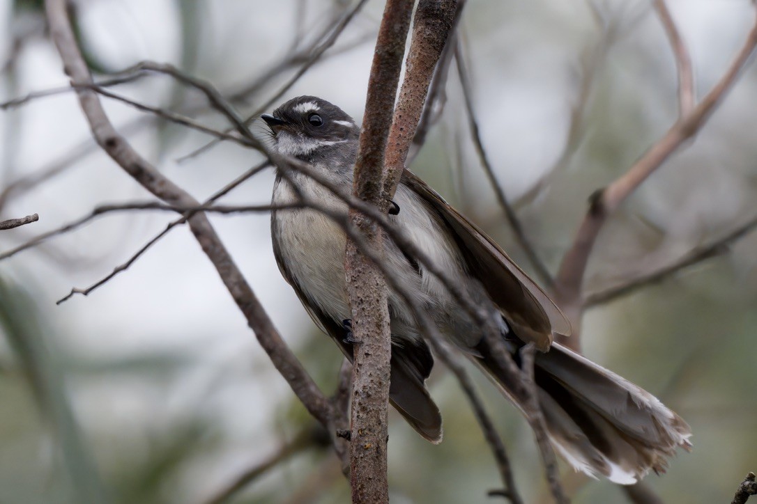 Gray Fantail - ML642804796