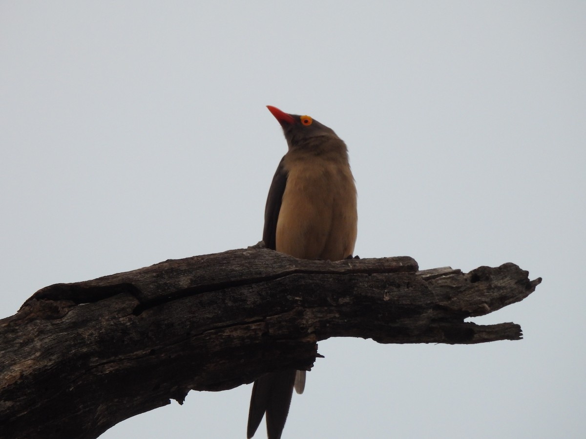 Red-billed Oxpecker - ML642804804