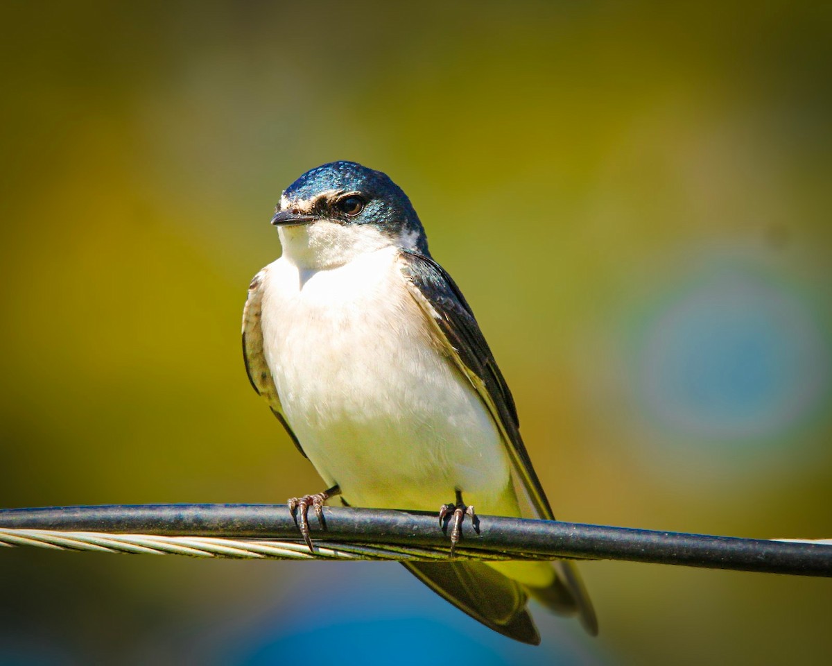 White-rumped Swallow - ML642804819