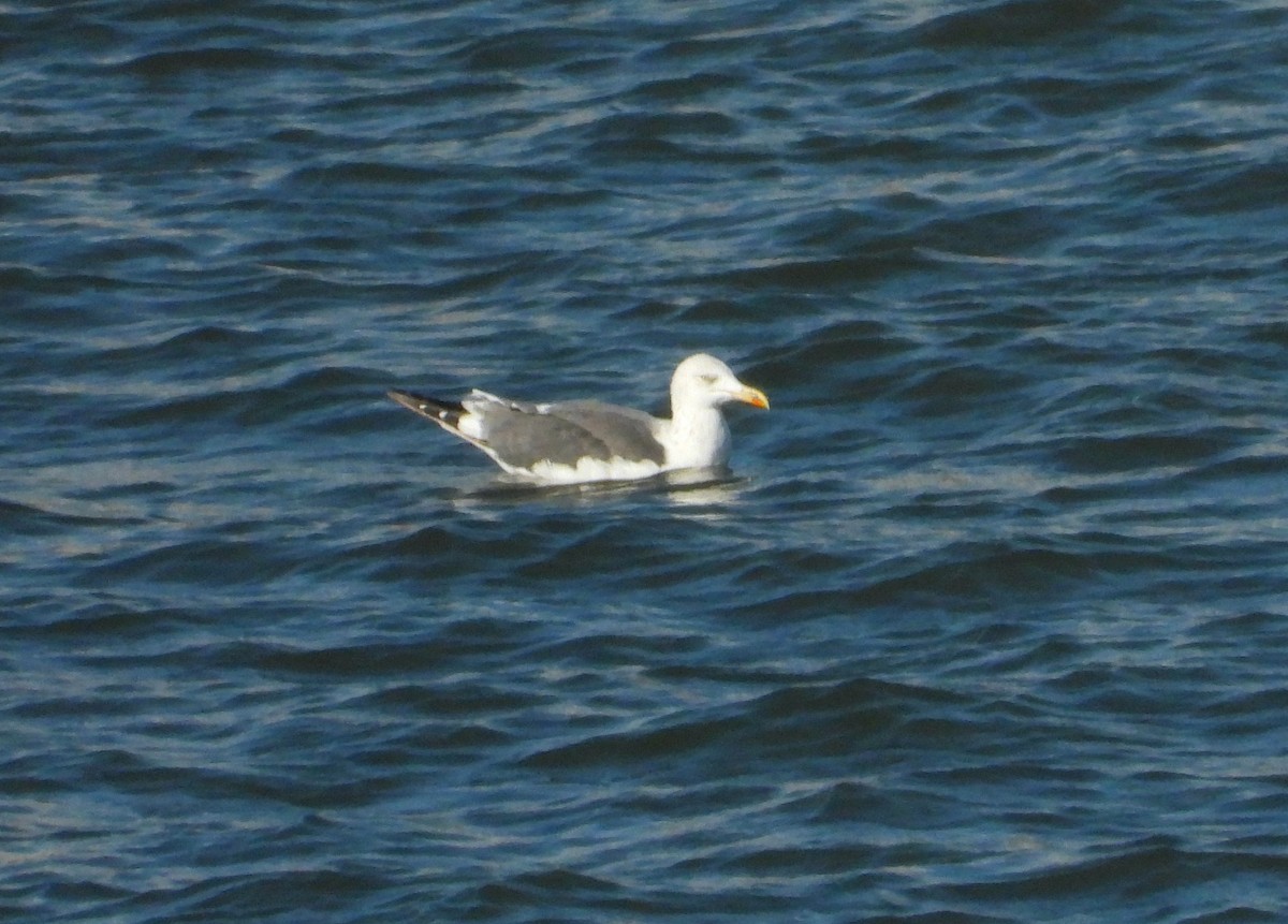 Lesser Black-backed Gull - ML642804845