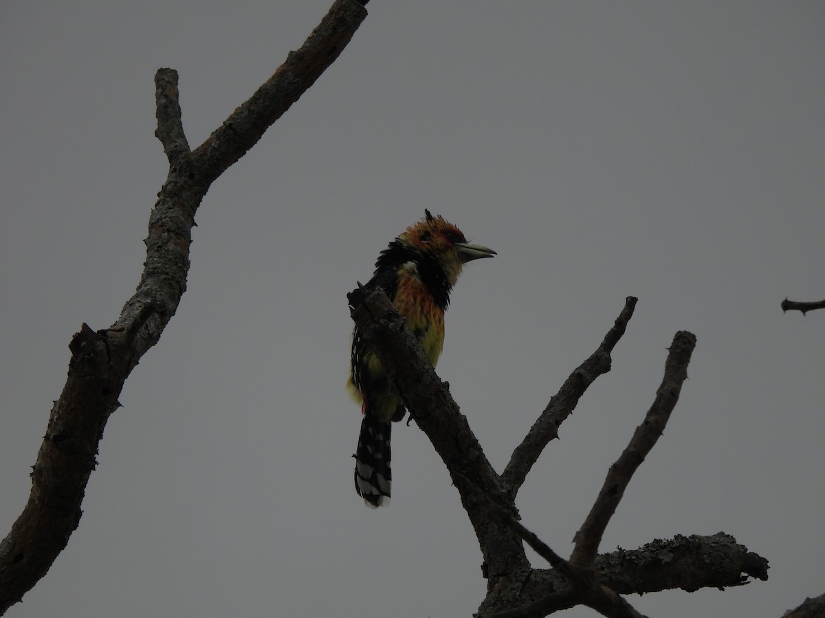 Crested Barbet - ML642804849