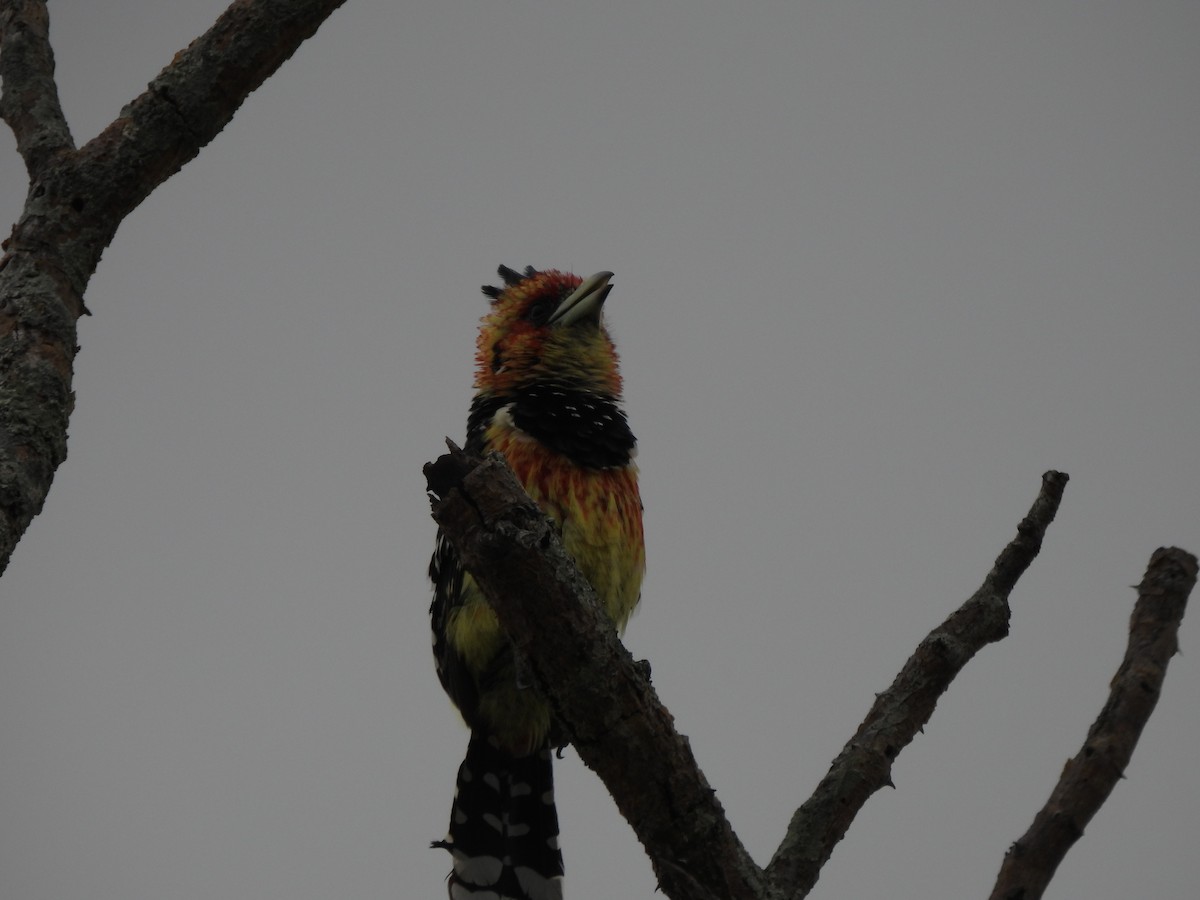 Crested Barbet - ML642804850