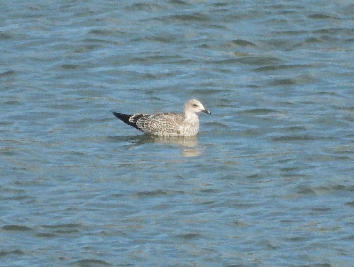 Lesser Black-backed Gull - ML642804853