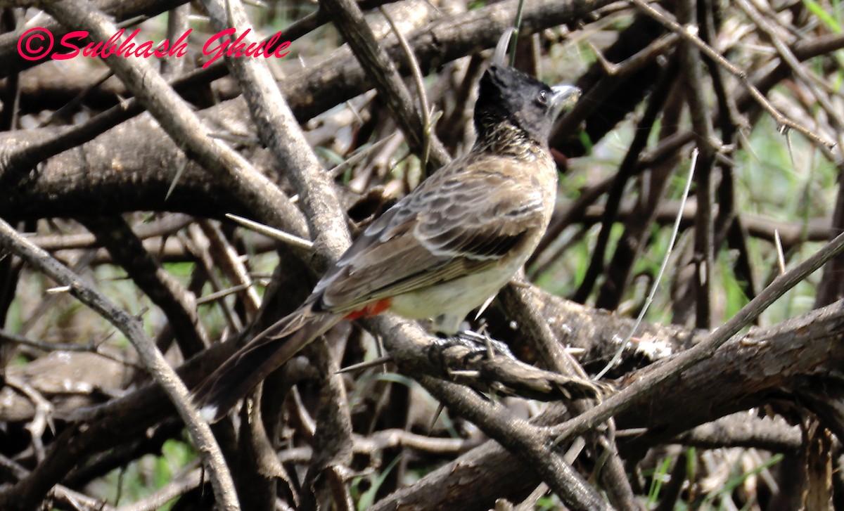 bulbul šupinkový - ML642804865
