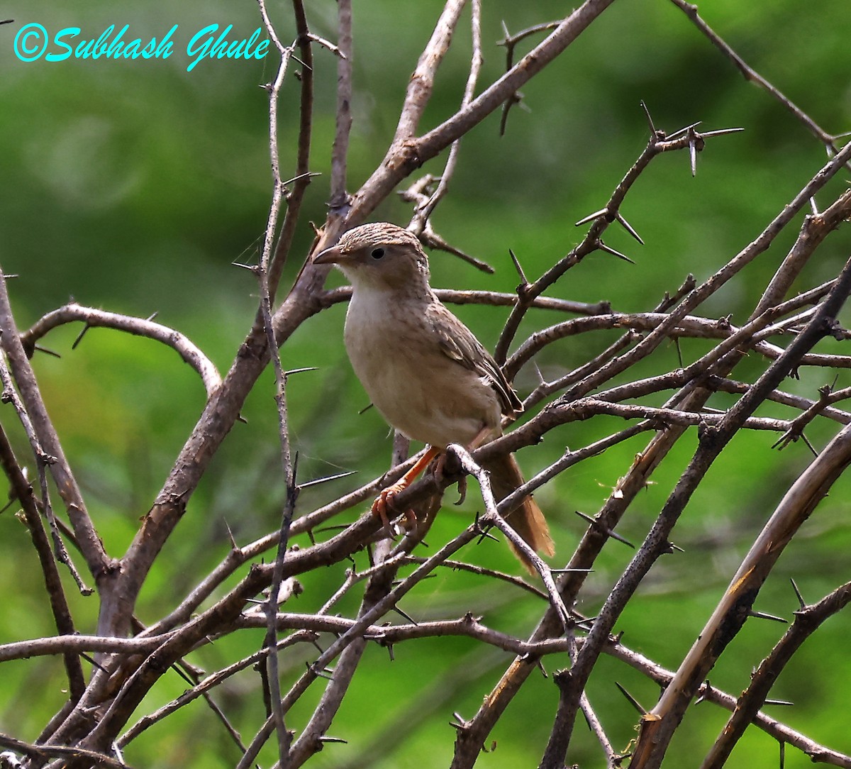 Common Babbler - ML642804902